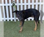 Small Rottweiler Mix
