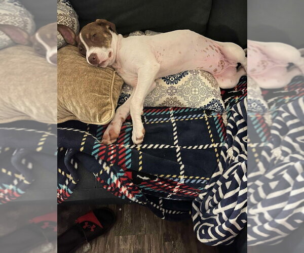 Medium Photo #7 Labrador Retriever-Unknown Mix Puppy For Sale in New York, NY, USA