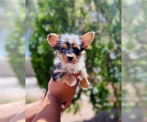 Yorkshire Terrier Puppy for sale in COOLIDGE, AZ, USA