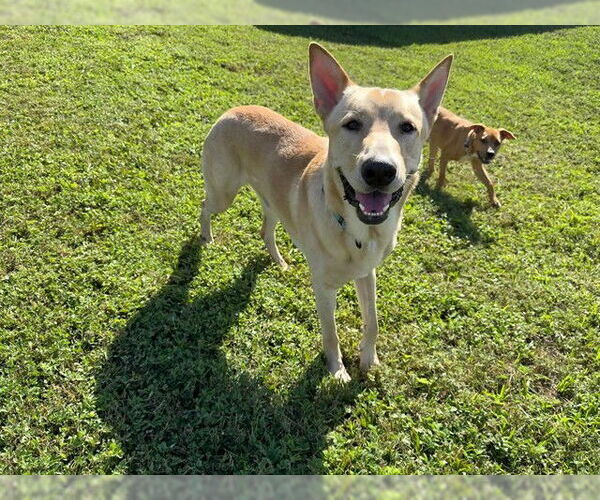 Medium Photo #3 Shepradors Puppy For Sale in Ocala, FL, USA