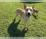 Small #2 Shepradors