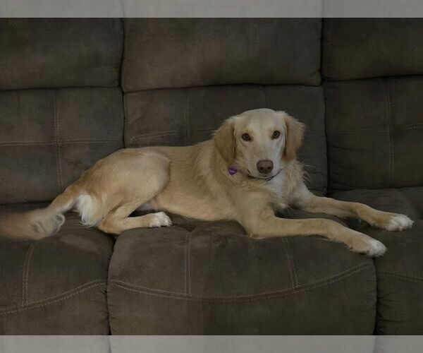 Medium Photo #5 Golden Labrador Puppy For Sale in Minneapolis, MN, USA