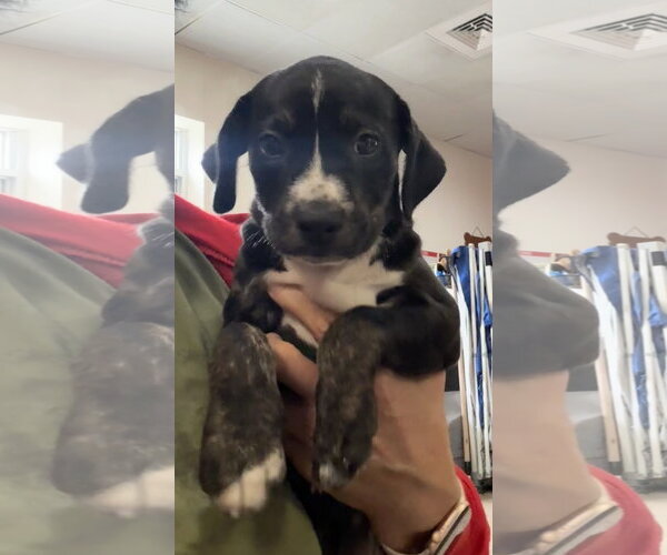 Medium Photo #4 Catahoula Leopard Dog-Unknown Mix Puppy For Sale in Sanford, FL, USA
