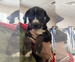 Small #3 Catahoula Leopard Dog Mix