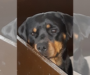 Mother of the Rottweiler puppies born on 10/01/2023