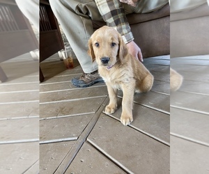Golden Retriever Puppy for sale in ROGERS, AR, USA