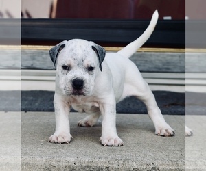 American Bully Puppy for sale in CHAMPAIGN, IL, USA