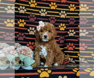 Cavapoo Puppy for sale in NEW PROVIDENCE, PA, USA