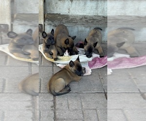 Belgian Malinois Puppy for sale in OAKLAND, CA, USA