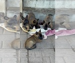 Small Belgian Malinois