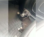 Small #8 American Pit Bull Terrier Mix