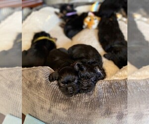 Brussels Griffon Puppy for Sale in WOODINVILLE, Washington USA