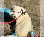 Small #1 Labrador Retriever Mix