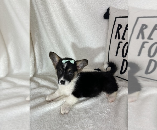 Medium Photo #2 Pembroke Welsh Corgi Puppy For Sale in GREENFIELD, IN, USA