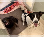 Small #1 German Shorthaired Pointer Mix