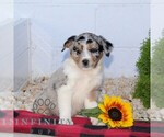 Small #1 Miniature Australian Shepherd