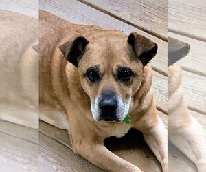 Labrador Retriever-Unknown Mix Dogs for adoption in Caribou, ME, USA