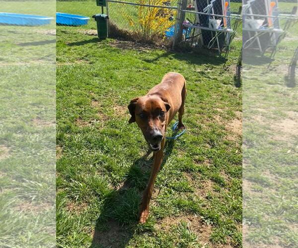 Medium Photo #2 Redbone Coonhound-Unknown Mix Puppy For Sale in Front Royal, VA, USA