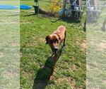 Small #1 Redbone Coonhound Mix