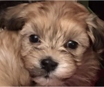 Small Photo #1 Havanese Puppy For Sale in LIVONIA, MI, USA