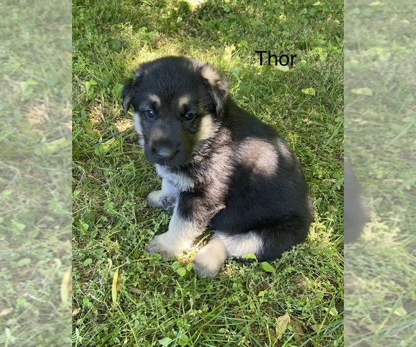 Medium Photo #1 German Shepherd Dog Puppy For Sale in PULASKI, TN, USA