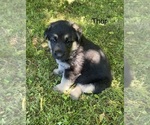 Puppy Thor German Shepherd Dog