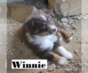 Medium Miniature Australian Shepherd