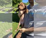 Small #3 Mutt