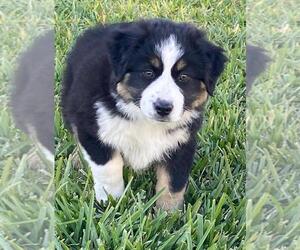 North American Shepherd Puppy for sale in CLERMONT, FL, USA