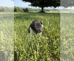 Small Photo #9 Rat Terrier Puppy For Sale in HARRISONBURG, VA, USA