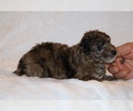 Small #4 Poodle (Toy)