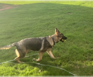 German Shepherd Dog Puppy for sale in ATHENS, AL, USA