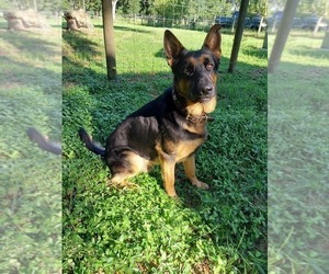 Father of the German Shepherd Dog puppies born on 05/30/2025