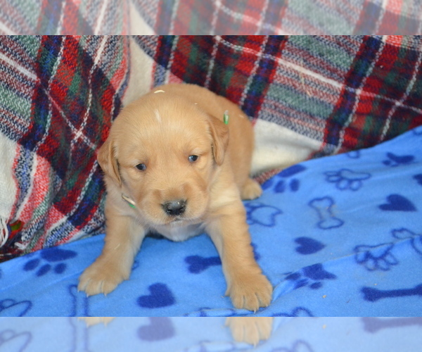 Medium Photo #30 Golden Retriever Puppy For Sale in OWEN, WI, USA