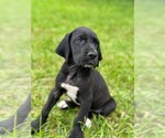 Small #3 Great Dane