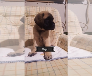 Mastiff Puppy for sale in FORBES PARK, CO, USA