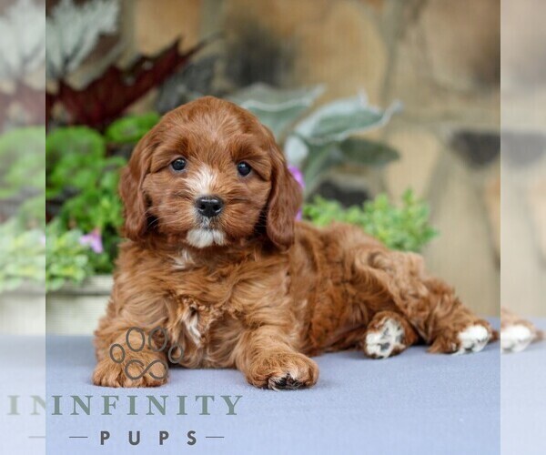 Medium Photo #1 Cavapoo Puppy For Sale in EAST EARL, PA, USA