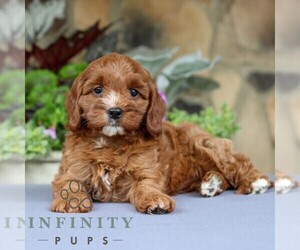 Cavapoo Puppy for sale in EAST EARL, PA, USA