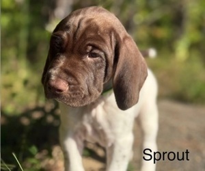 Medium German Shorthaired Pointer