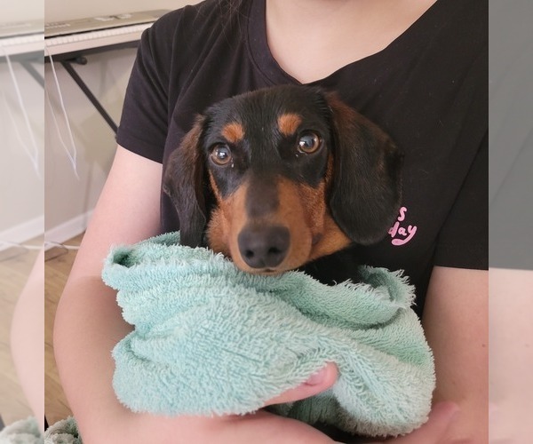 Medium Photo #3 Dachshund Puppy For Sale in NEOSHO, MO, USA