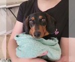 Small #2 Dachshund
