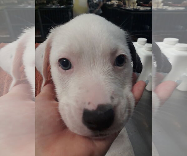 Medium Photo #6 American Pit Bull Terrier-Unknown Mix Puppy For Sale in Chico, CA, USA