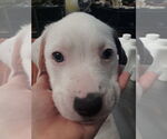 Small #5 American Pit Bull Terrier Mix