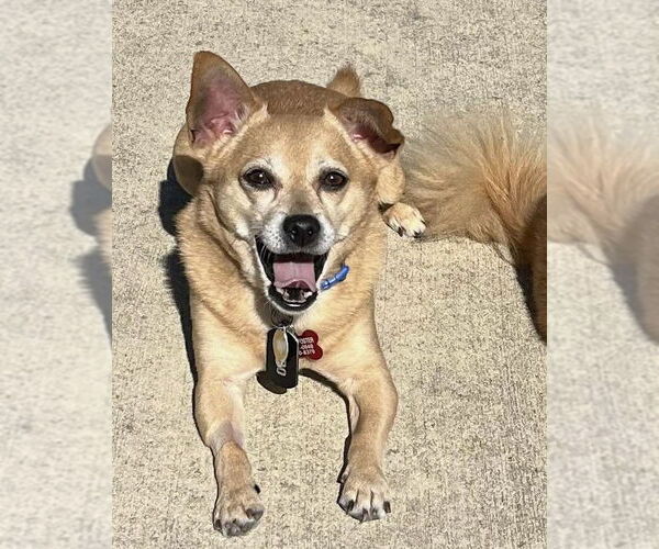 Medium Photo #2 Chihuahua-Unknown Mix Puppy For Sale in Mount Laurel, NJ, USA