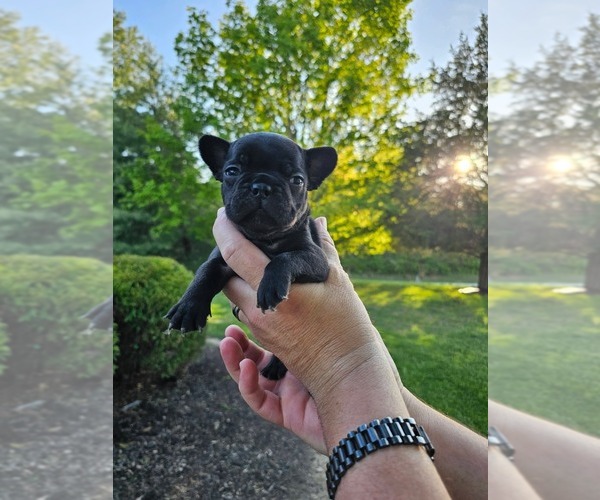 Medium Photo #5 French Bulldog Puppy For Sale in VERSAILLES, IN, USA
