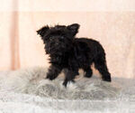 Small Photo #10 YorkiePoo Puppy For Sale in NAPPANEE, IN, USA