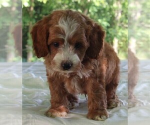 Cock-A-Poo Puppy for sale in FREDERICKSBURG, OH, USA