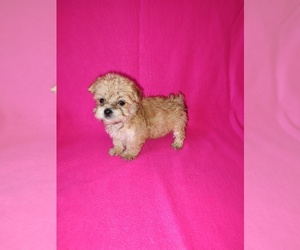 Maltese Puppy for sale in LAPEER, MI, USA