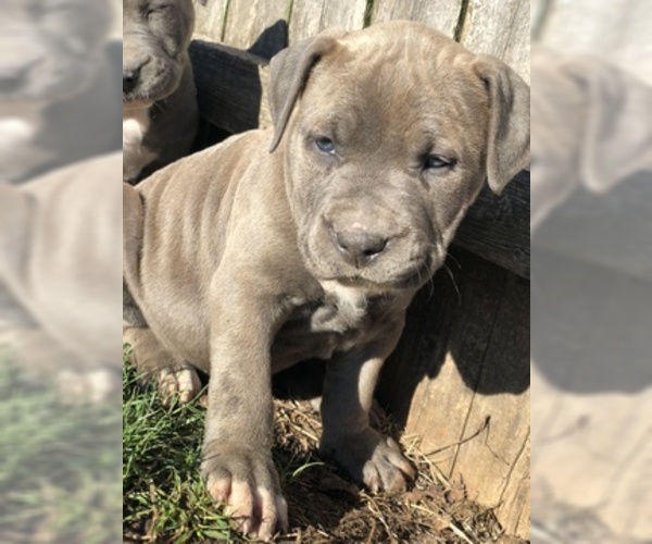 Medium Photo #1 American Staffordshire Terrier Puppy For Sale in FRANKLIN, OH, USA