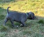 Small #1 American Pit Bull Terrier